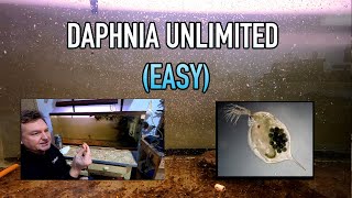 How I Raise Daphnia Water Fleas And You Can Too [upl. by Elinad]