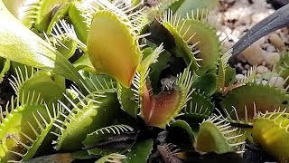 Venus Fly Trap In Action  Catching Fly [upl. by Hyacinth]