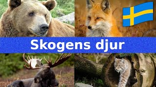 Skogens Djur  Namn och Läten  Svenska  För Barn [upl. by Carol-Jean]