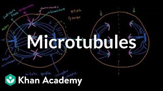 Microtubules  Cells  MCAT  Khan Academy [upl. by Ahcsatan652]