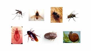 VECTOR BORNE DISEASES FULL LECTURER [upl. by Pietrek]