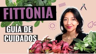 Cómo cuidar la FITTONIA  Guía COMPLETA de CUIDADOS plantas abrecaminos o FITONIAS  Neea Flora [upl. by Ardnaskela]