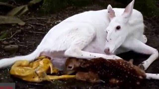 White Deer Giving Birth Twin Baby [upl. by Lednek]