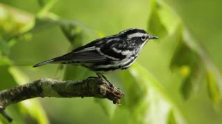 BlackandWhite Warbler [upl. by Ativla957]