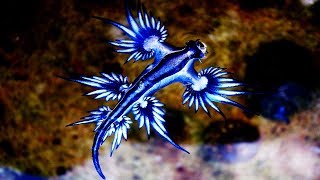 The Real Life Sea Dragon [upl. by Alina438]