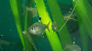 Pristella tetras maxillaris and little fish store tour [upl. by Fawn]