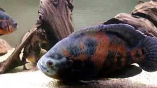 Introducing giant oscar cichlid to tank [upl. by Aicirtap]