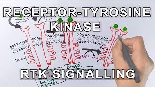 Receptor Tyrosine Kinase  RTK Signalling [upl. by Aika]