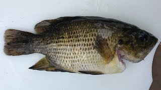 How to Fillet Rock Bass  Tastes just like Bluegill [upl. by Nilam]