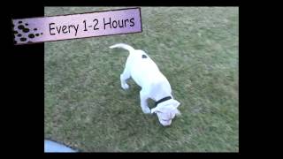 Dog Training Housebreaking in 3 Simple Steps  Thriving Canine [upl. by Nnyl]