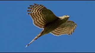 Sparrowhawk Bird Call Bird Song [upl. by Banquer]