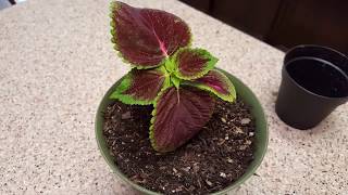 How to grow a Coleus Plant from a clipping  Donna Joshi [upl. by Adnohryt825]