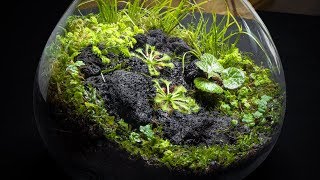 The Carnivorous Sundew Terrarium [upl. by Watanabe]