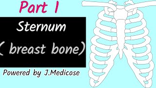 Sternum  breast bone  Manubrium of sternum  Part 1 [upl. by Balcer]