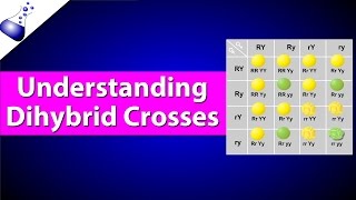 Dihybrid Genetic Cross [upl. by Attenej481]