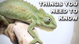 Watch This BEFORE Getting A Pet Chameleon [upl. by Settera]