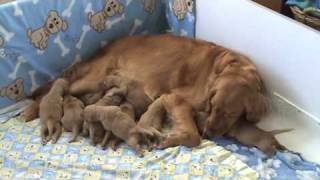 Golden Retriever Puppies  5 days old [upl. by Ecirpac]