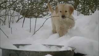 Adorable Golden Retriever Puppies in the Snow [upl. by Giaimo]