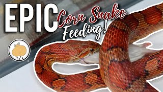 CORN SNAKE Feeding  Adult Corn Snake Care amp Feeding [upl. by Domingo]