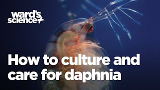 Caring and Culturing for Daphnia [upl. by Anaujal512]