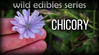 Chicory  Wild Edibles Series [upl. by Eilasor]