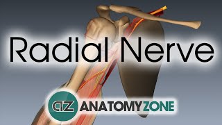 Radial Nerve  3D Anatomy Tutorial [upl. by Bulley264]