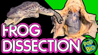 Frog Dissection Anatomy and Function [upl. by Averyl822]