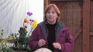 Gardening Tips amp Flowers  How to Grow Coleus [upl. by Aihsrop972]