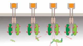 Oncogenic activation receptor tyrosine kinases [upl. by Eybbob]