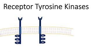 Receptor Tyrosine Kinases  RTK [upl. by Janina]