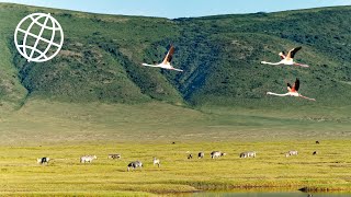 Ngorongoro Crater amp Conservation Area Tanzania Amazing Places 4K [upl. by Kylstra]