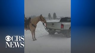 Video of a horse dragged by a truck leads to animal abuse investigation [upl. by Ibok680]