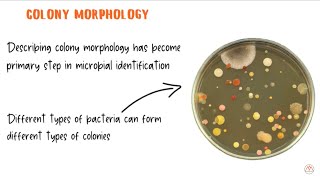 Bacterial Colony Morphology with Live Examples [upl. by Sorips275]