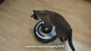 Cat shows HOW TO use iRobot Roomba Vacuum [upl. by Renard]