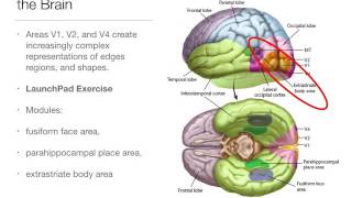 Types of Agnosia [upl. by Eima554]