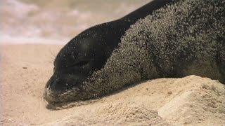 Hawaiian Monk Seal [upl. by Nanda]