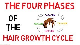 Understanding The Hair Growth Cycle  Adam Explains [upl. by Almena]