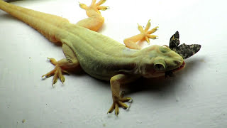 Lizard eating Butterfly Close Up Zoom Video  House Gecko Chipkali [upl. by Domenech]