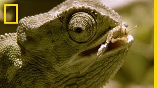 Chameleon Is Hesitant and Indecisive  National Geographic [upl. by Atinas]