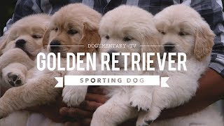 ALL ABOUT GOLDEN RETRIEVERS [upl. by Hauhsoj511]