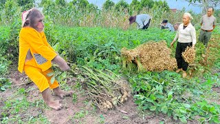 Enlist CUTIS Farmers Harvest  Go Market Sell  Best Full Video [upl. by Sesilu]