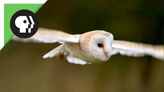 Owl Shows Off Silent Flight Superpower [upl. by Lasser]