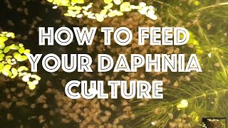 How To Feed Your Daphnia Culture [upl. by Vada]