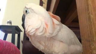 Gotcha the Cockatoo being THE Sweetest bird talking EVER [upl. by Wei]