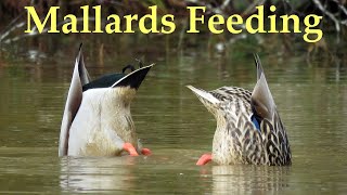 Mallard Ducks Feeding [upl. by Ikkir]