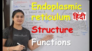 Endoplasmic reticulum in Hindi  Structure  Functions  Cell Organelles [upl. by Nitsyrc]