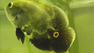 Wild Astronotus Ocellatus [upl. by Bessy]