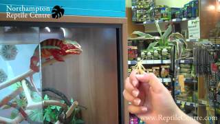 Panther Chameleon amp Yemen Chameleon Eating Locusts [upl. by Mauralia458]