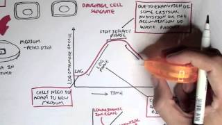 Microbiology  Bacteria Growth Reproduction Classification [upl. by Giacopo]