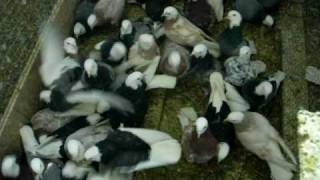 Pigeons For sale In Michigan Colored Bald Head Roller Pigeons [upl. by Nairot]